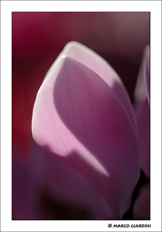 Nk1055594874 1 - ©copyright Marco Giardini