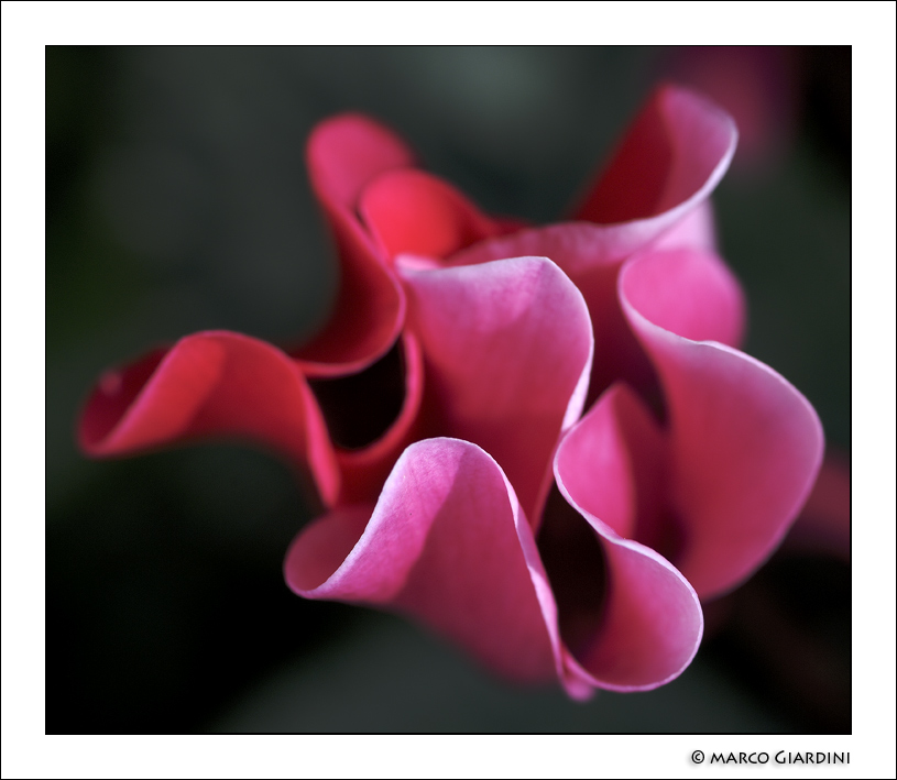 Ciclaminoeli - ©copyright Marco Giardini