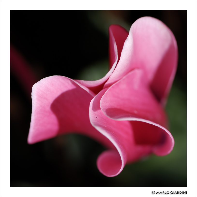 Cicleli4 - ©copyright Marco Giardini