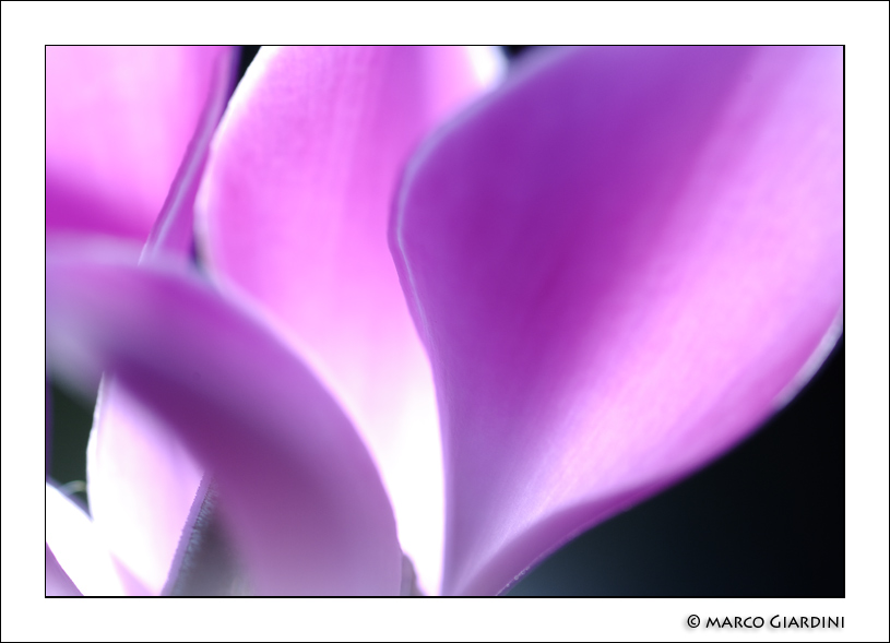 Ciclfb - ©copyright Marco Giardini