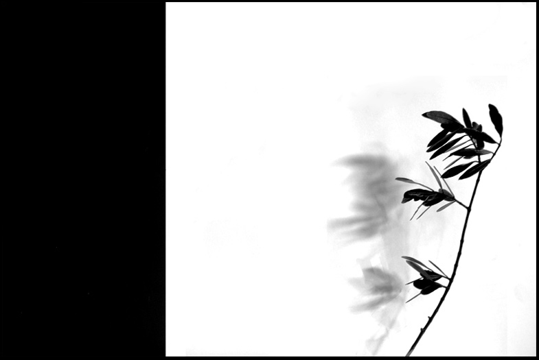 Statidanimo - ©copyright Marco Giardini